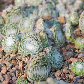 Sempervivum arachnoideum subsp. tomentosum 'Cobweb' (036824)