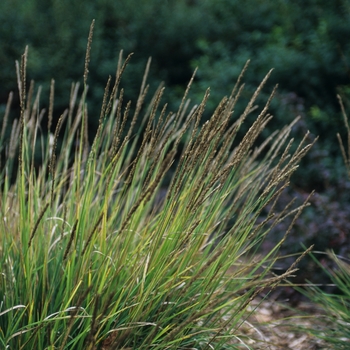 Sesleria autumnalis '' (036826)