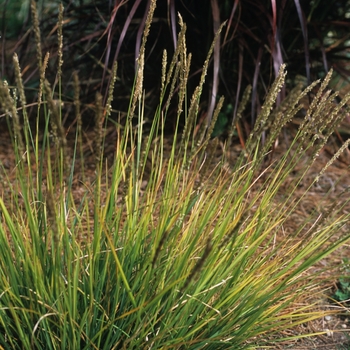 Sesleria autumnalis '' (036827)