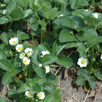 Fragaria 'Surecrop' (036990)