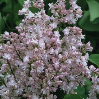 Syringa vulgaris 'Montaigne' (037028)