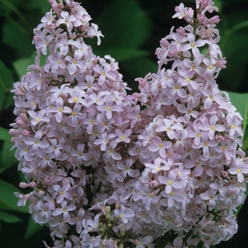 Syringa vulgaris 'President Grevy' (037030)