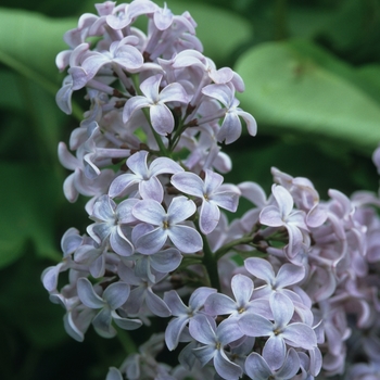 Syringa vulgaris 'President Lincoln' (037032)