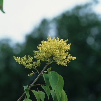 Syringa pekinensis 'Beijing Gold™' (037065)