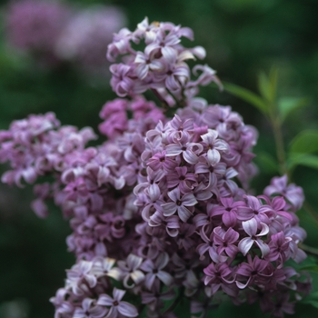 Syringa x chinensis '' (037100)