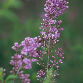 Syringa x chinensis '' (037101)