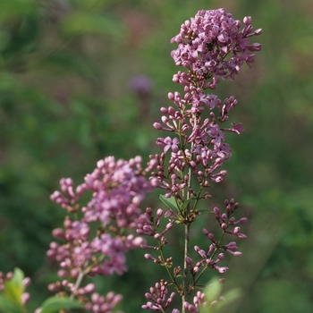 Syringa x chinensis '' (037102)