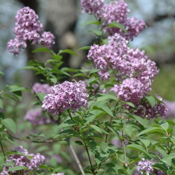 Syringa x chinensis '' (037103)