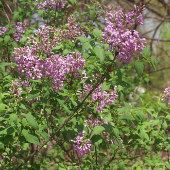 Syringa x chinensis '' (037104)