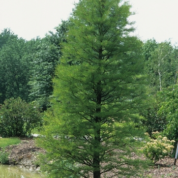 Taxodium ascendens '' (037126)