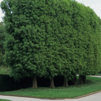 Taxodium distichum 'Shawnee Brave' (037138)