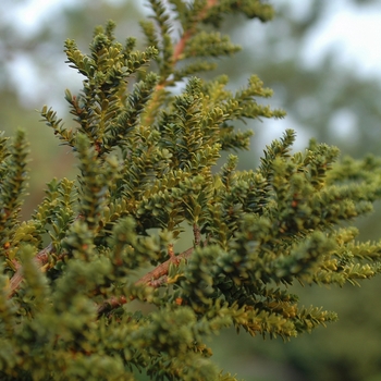 Taxus baccata 'Amersfoort' (037151)