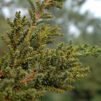 Taxus baccata 'Amersfoort' (037152)