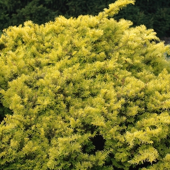 Taxus baccata 'Repens Aurea' (037155)