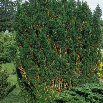 Taxus x media '' (037174)