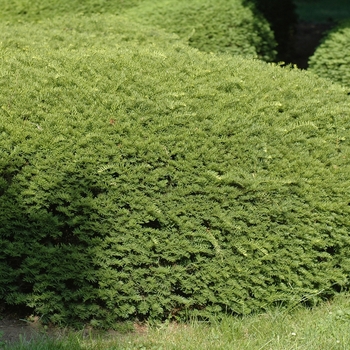 Taxus x media 'Chadwick' (037180)