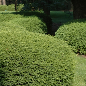 Taxus x media 'Chadwick' (037181)