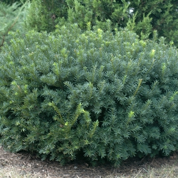 Taxus x media 'Chadwick' (037182)