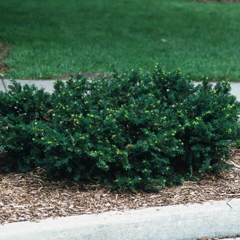 Taxus x media 'Everlow' (037189)