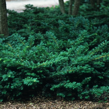 Taxus x media 'Everlow' (037190)