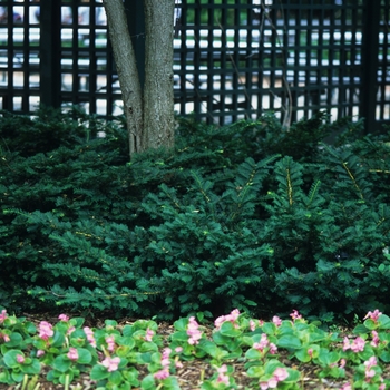 Taxus x media 'Everlow' (037191)