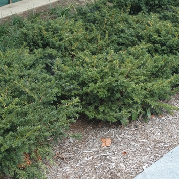 Taxus x media 'Everlow' (037192)