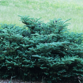 Abies koreana 'Prostrate Beauty' (037194)