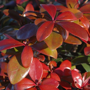 Ternstroemia gymnanthera '' (037204)