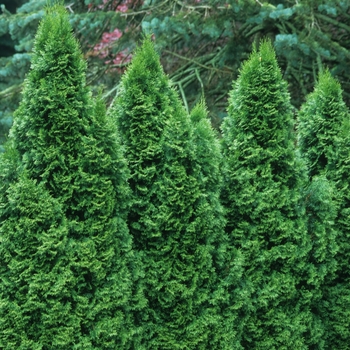 Thuja occidentalis 'Emerald' (037251)