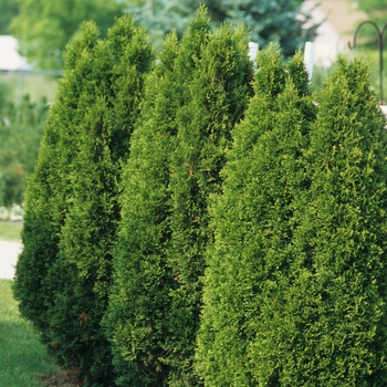 Thuja occidentalis 'Emerald' (037252)