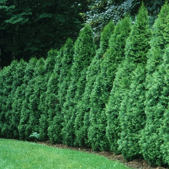 Thuja occidentalis 'Emerald' (037254)