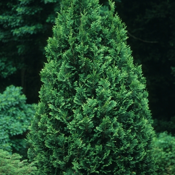 Thuja occidentalis 'Spiralis' (037263)