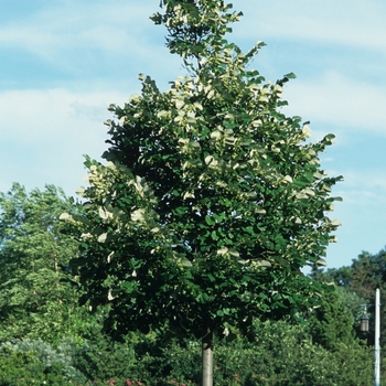 Tilia cordata '' (037373)