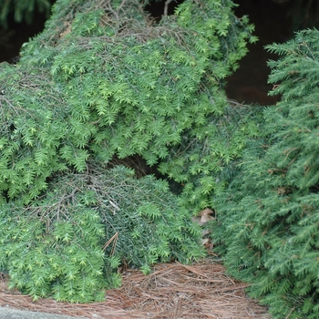 Tsuga canadensis 'Jeddeloh' (037454)