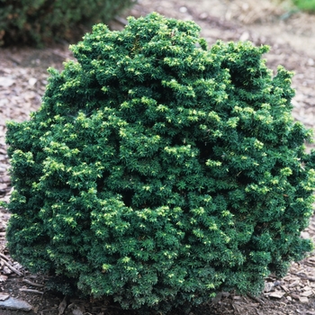 Tsuga canadensis 'Jervis' (037455)