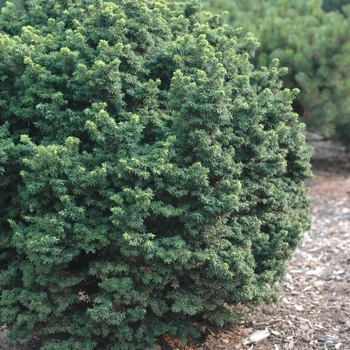 Tsuga canadensis 'Jervis' (037456)