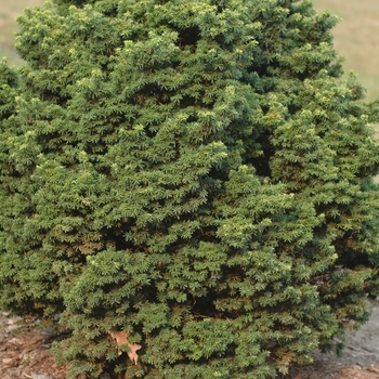 Tsuga canadensis 'Jervis' (037457)