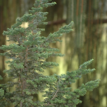 Tsuga canadensis 'Lewis' (037460)