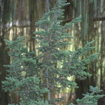 Tsuga canadensis 'Lewis' (037461)