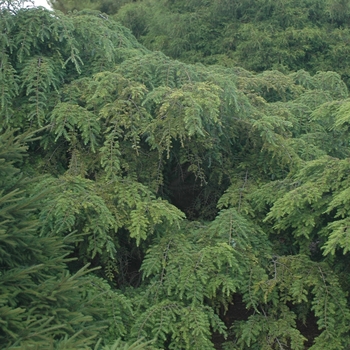 Tsuga canadensis 'Sargentii' (037471)