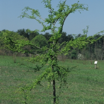 Ulmus alata '' (037644)