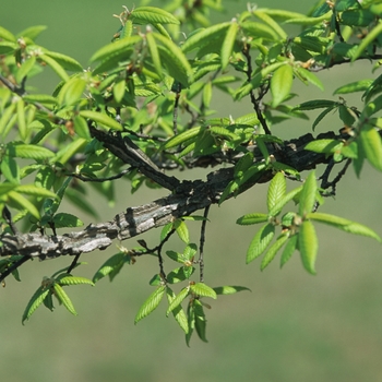 Ulmus alata '' (037645)