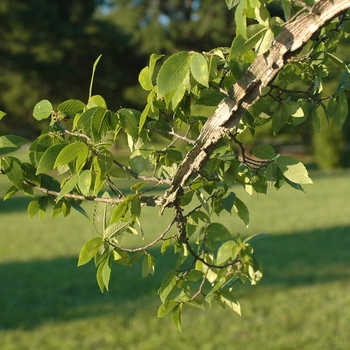 Ulmus alata '' (037647)