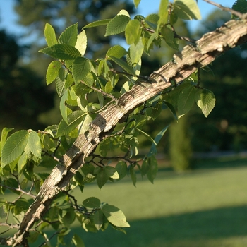 Ulmus alata '' (037648)