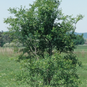 Ulmus crassifolia '' (037650)