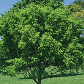 Ulmus parvifolia 'Dynasty' (037660)