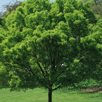 Ulmus parvifolia 'Dynasty' (037661)