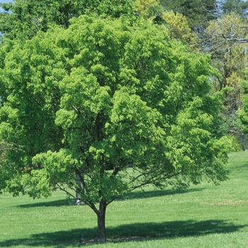 Ulmus parvifolia 'Dynasty' (037662)