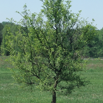 Ulmus parvifolia 'Athena®' (037685)