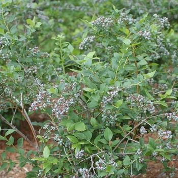 Vaccinium corymbosum 'Berkeley' (037688)